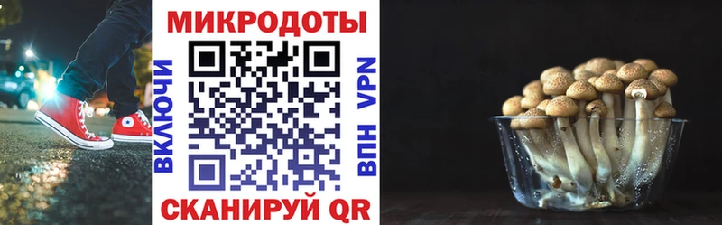 Псилоцибиновые грибы прущие грибы  Белозерск 